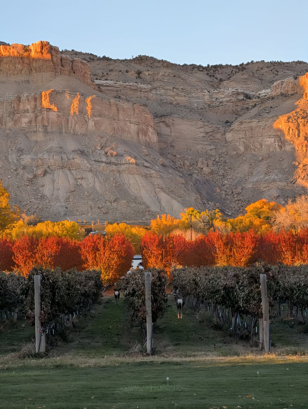 Pali Glow - Limited Edition