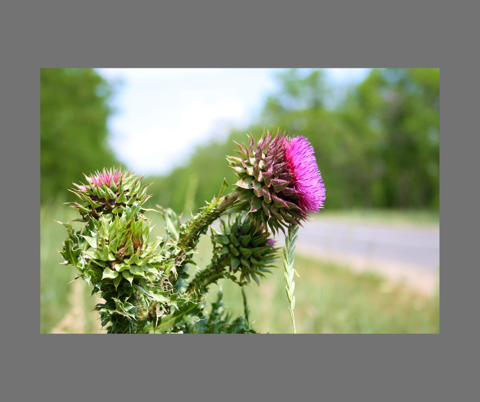 Thistle